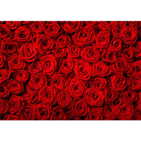 Fototapete Blumen Rose Blten Natur Liebe Love Blte Rot...