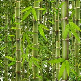 Dekortapeten von Schfer - Bambus-Tapete