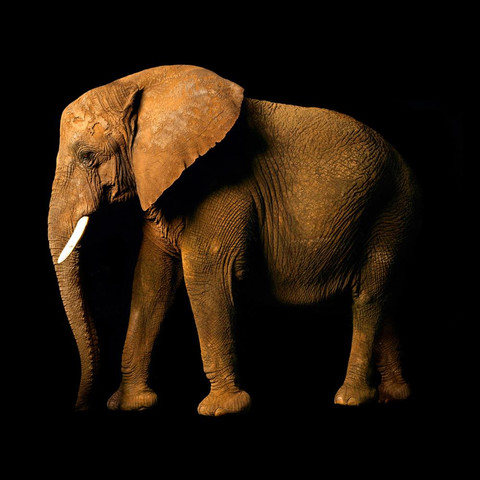 AP Digital-Elefant Side