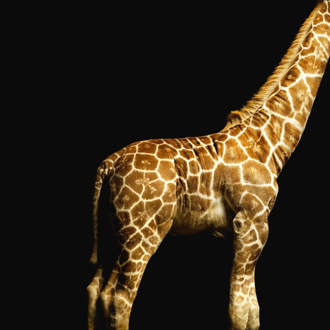 AP Digital-Giraffe