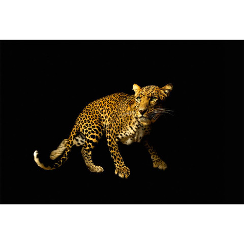 AP Digital-Leopard