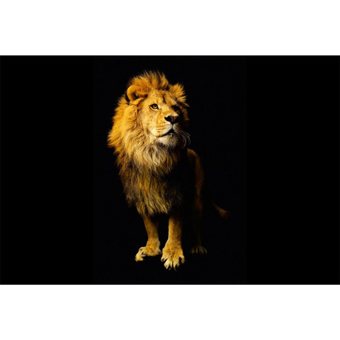 AP Digital-Lion