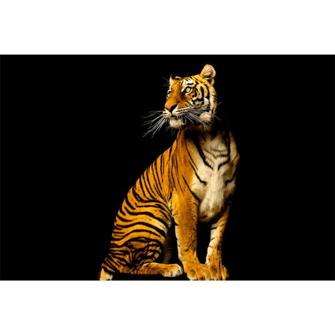 AP Digital-Tiger
