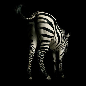AP Digital-Zebra
