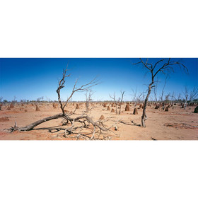AP Digital-Outback