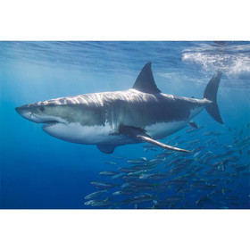AP Digital-White Shark