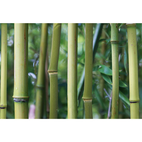 AP Digital-Bamboo