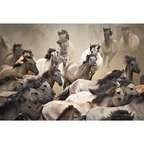 AP Digital-Wild Horses