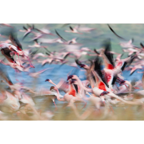 AP Digital-Kenya Flamingos