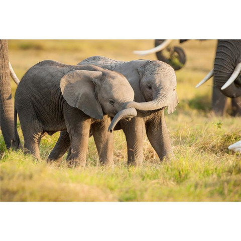 AP Digital-Kenya Little Elephants