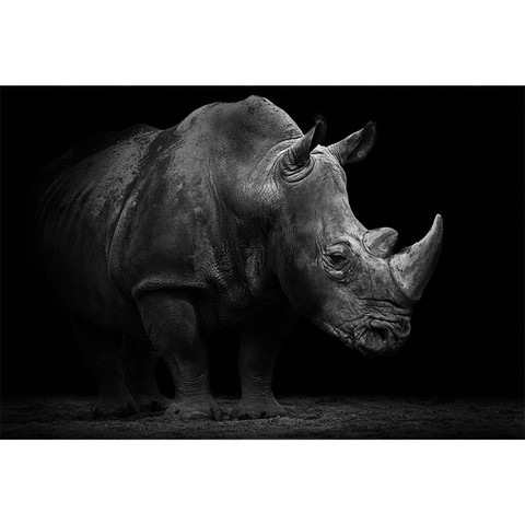 AP Digital-Rhino