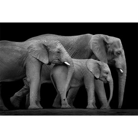 AP Digital-Three Elephants