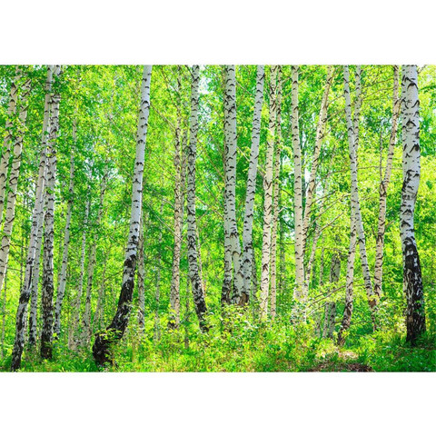 Vlies Fototapete no. 7 | Birch Forest Wald Tapete Birkenwald Bume Wald Sonne Birkenhain Birke Birken Gras Natur Baum grn