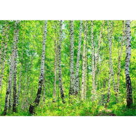 Vlies Fototapete no. 7 | Birch Forest Wald Tapete...