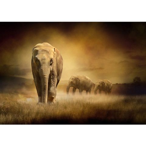 Vlies Fototapete no. 11 | African Savanna Afrika Tapete Afrika Savanne Elefant Elefanten Gras Landschaft braun