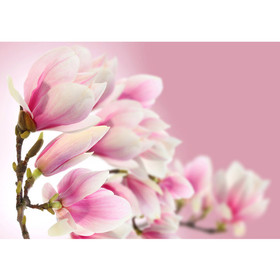 Vlies Fototapete no. 14 | Pink Magnolia Blumen Tapete...