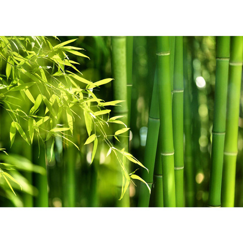 Vlies Fototapete no. 18 | Far Asia Bamboo Wald Tapete...