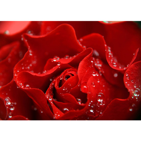 Vlies Fototapete no. 24 | A perfect Rose Blumen Tapete Blumen Rose Blüten Natur Liebe Love Blüte rot