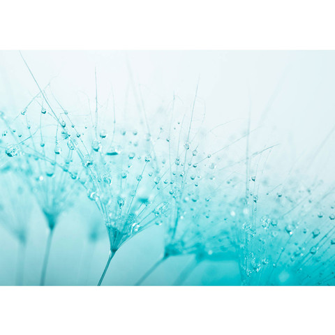 Vlies Fototapete no. 39 | Turquoise Dandelion Blumen...