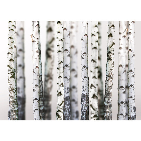 Vlies Fototapete no. 44 | Black an White Birch Trunks...