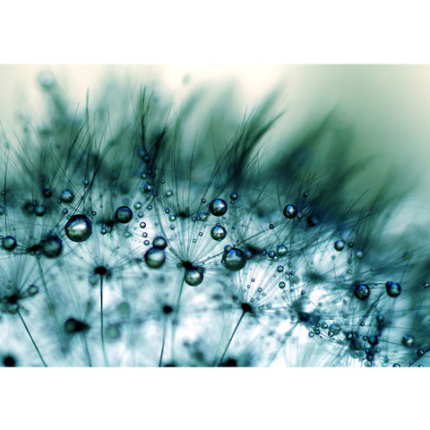 Vlies Fototapete no. 46 | Turquoise Dandelion II Blumen...