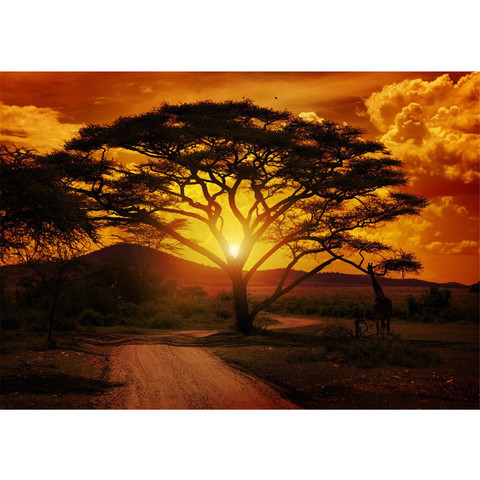 Vlies Fototapete no. 59 | African Sunset Sonnenuntergang Tapete Sonnenaufgang Afrika Steppe Giraffe Orange Safari orange