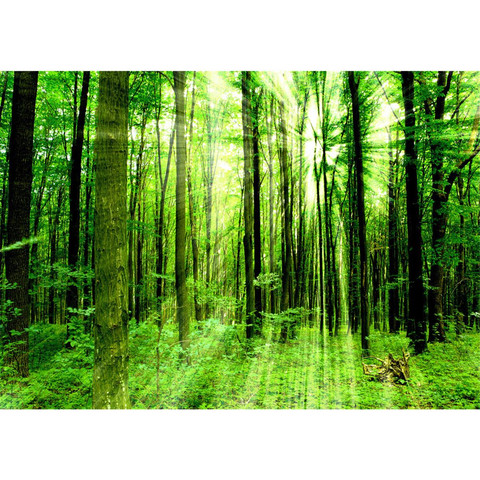Vlies Fototapete no. 61 | Sunlight Forest Wald Tapete Wald Bume Sonnenstrahlen grn Ruhe grn