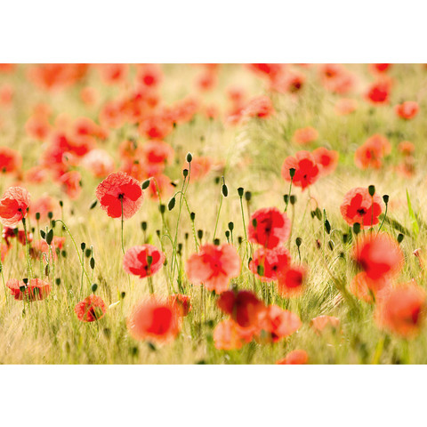 Fototapete Romantik Mohn Feld Blumen Gras no. 70