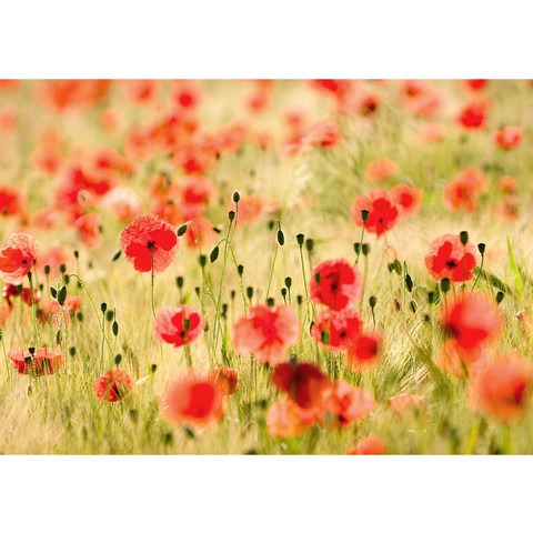 Vlies Fototapete no. 70 | Dream of Poppies Blumen Tapete Romantik Mohn Feld Blumen Gras grn