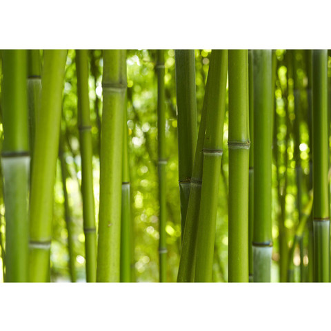 Fototapete bambus wald urlwald dschungel natur tropisch baum no. 71