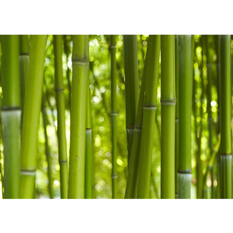 Vlies Fototapete no. 71 | Dream of Bamboo Bambus Tapete...