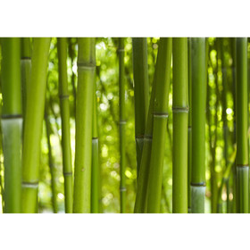 Fototapete bambus wald urlwald dschungel natur tropisch...