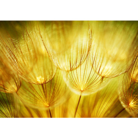 Vlies Fototapete no. 73 | Dandelion Dreams Pflanzen Tapete Pusteblume Lwenzahn Ocker gelb beige ocker