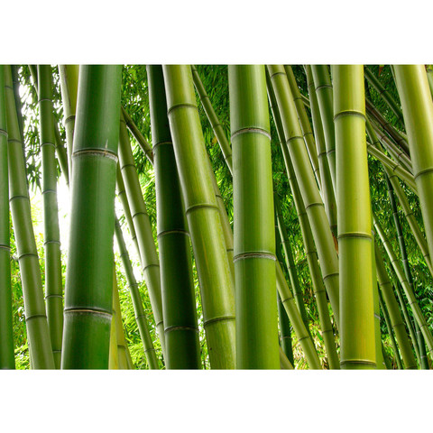 Fototapete Bambus Wald Bambuswald Dschungel Garten Natur tropisch Bäume no. 75