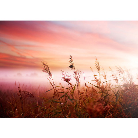 Vlies Fototapete no. 77 | Pink DunesPflanzen Tapete...