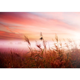 Fototapete Sonnenaufgang Meer Strand D�nen Rosa Pastell...