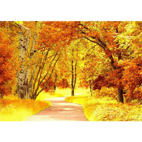 Fototapete Herbstbl�tter Wald B�ume Baum eg Forest...
