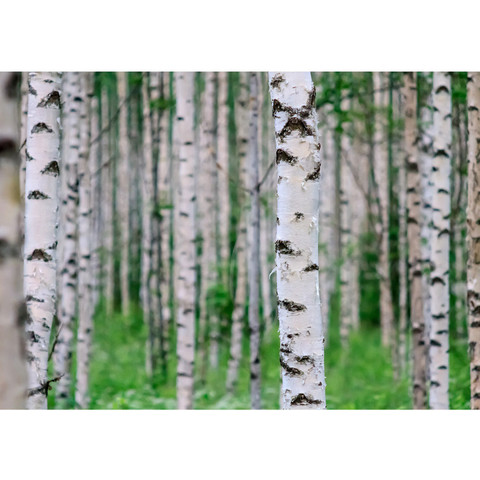 Vlies Fototapete no. 81 | Birch Forest II Wald Tapete Birkenwald 3D Perspektive Birke Stämme Wald grün