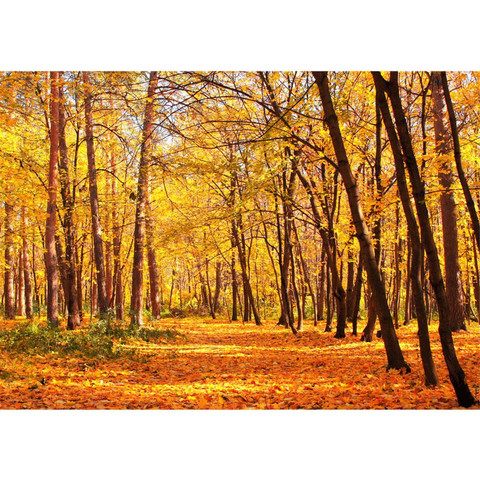 Vlies Fototapete no. 84 | Autumn Forest Wald Tapete...