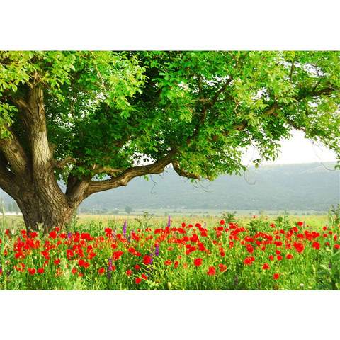 Fototapete Natur Mohn Feld Baum Wald B�ume rot gr�n Idyll� no. 90