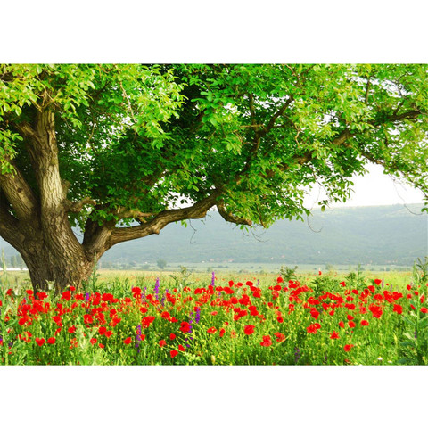 Vlies Fototapete no. 90 | A Beautiful TreeNatur Tapete Natur Mohn Feld Baum Wald Bume rot grn Idyll grn