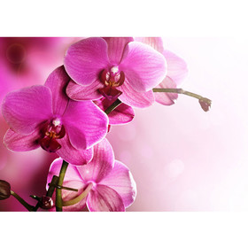 Fototapete Orchidee Blumen Blumenranke Rosa Pink Natur...