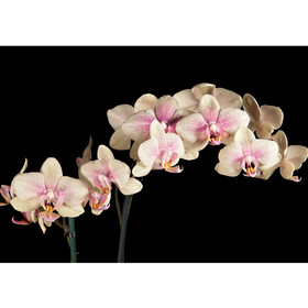 Fototapete Orchidee Blumen Blumenranke Rosa Pink Natur...
