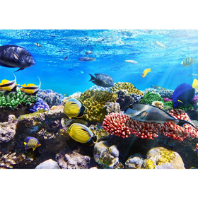 Fototapete Aquarium Unterwasser Meer Fische Riff...