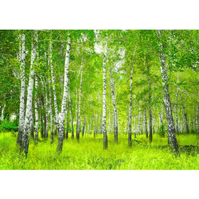 Vlies Fototapete no. 112 | Sunny Birch Forest Wald Tapete...