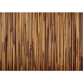 Fototapete Bambus Wald Dschungel Garten Natur tropisch...