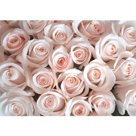 Vlies Fototapete no. 185 | Blumen Tapete Blumen Rose...