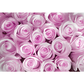 Fototapete Blumen Rose Bl�ten Natur Liebe Love Bl�te...
