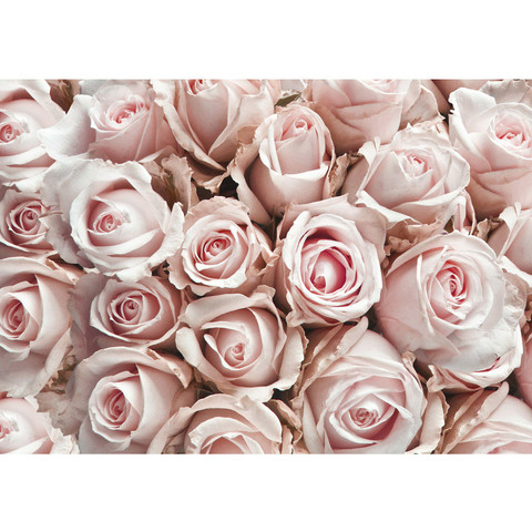Fototapete Blumen Rose Blten Natur Liebe Love Blte...