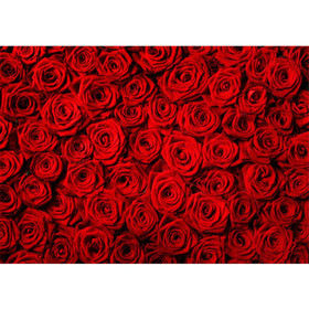Fototapete Blumen Rose Blüten Natur Liebe Love Blüte Rot ...